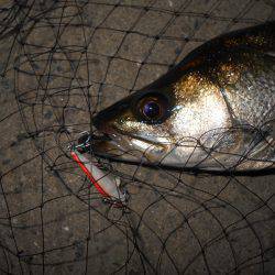 渋くなってきた…。