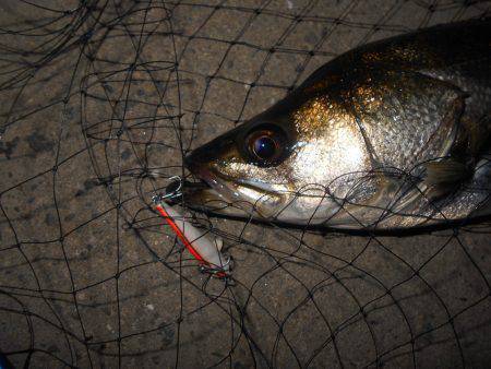 渋くなってきた…。