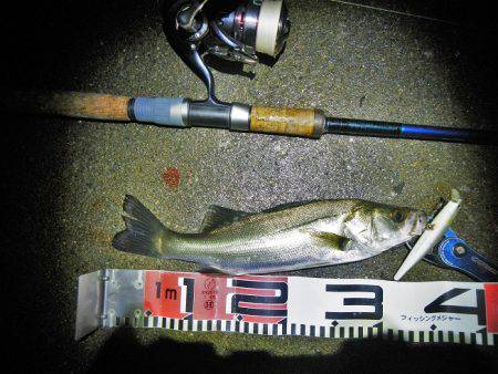 リバーシーバス