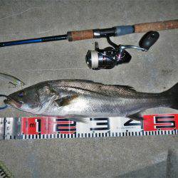 寄り道シーバス