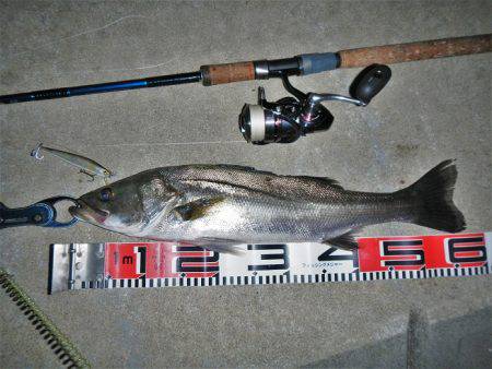 寄り道シーバス