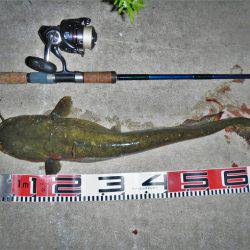 シーバス釣れずナマズ