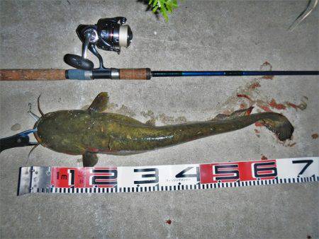 シーバス釣れずナマズ