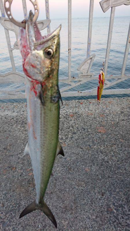 小さめのサゴシ！