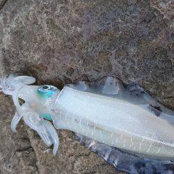 しんこランガン