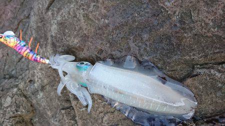 しんこランガン