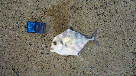 久しぶりの好釣