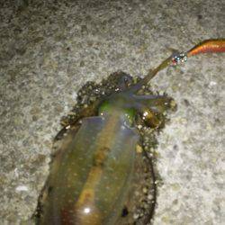 ケンサキ終盤アオリ序盤