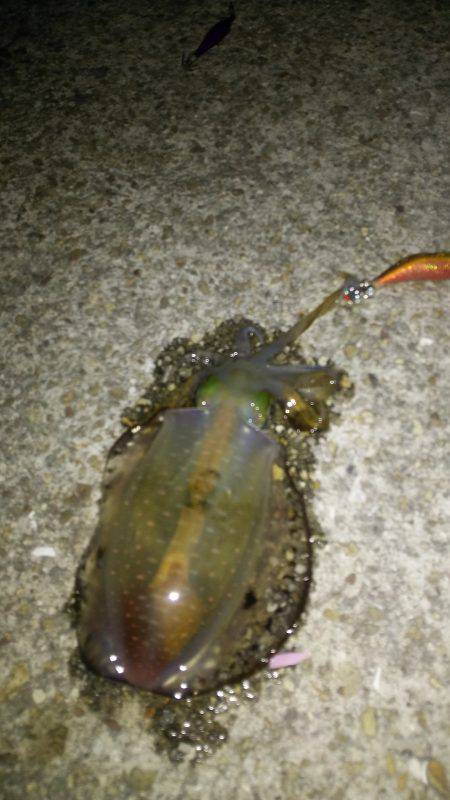 ケンサキ終盤アオリ序盤