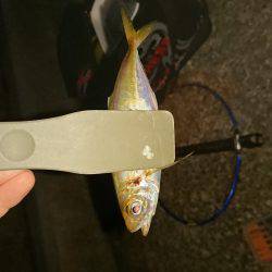 アジング&エギング