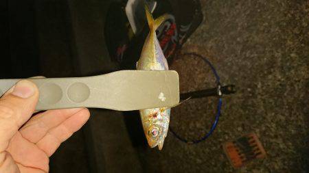 アジング&エギング