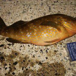 寒くなって釣れなくなったと思ったヤツが！