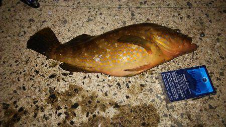 寒くなって釣れなくなったと思ったヤツが！