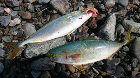 アオリとフクラギ