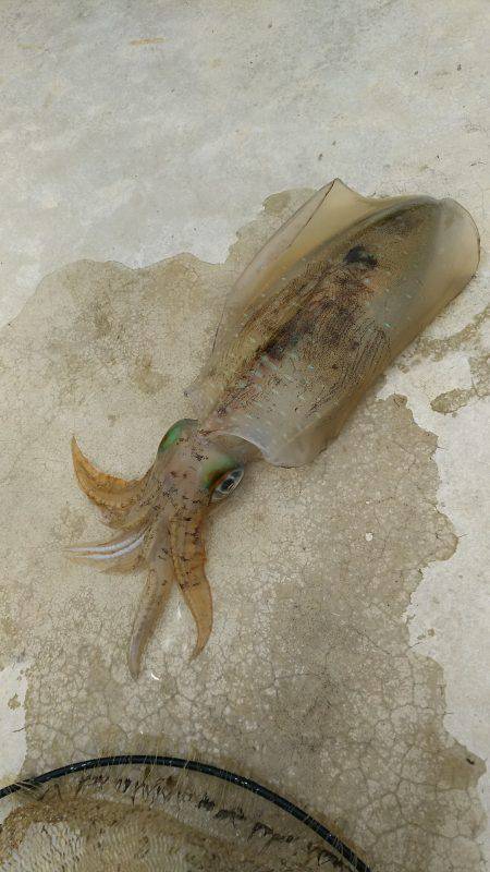 やりました。居着きのアオリイカ