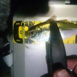 またまたアジング