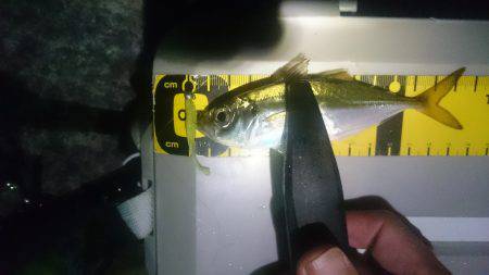 またまたアジング