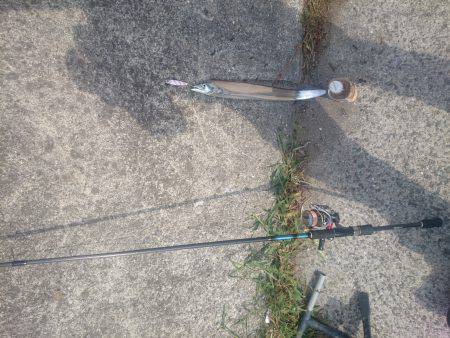 タチウオシーズン