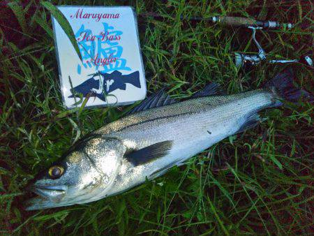 兵庫県円山川シーバス❕❕❕