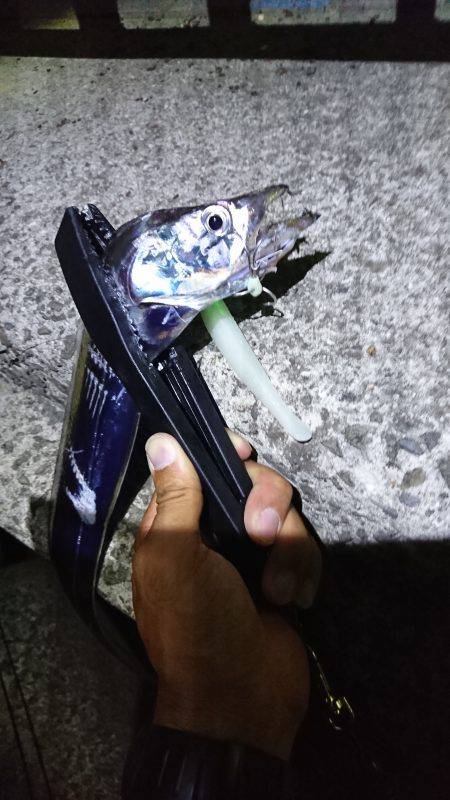 サーベルフィッシュ