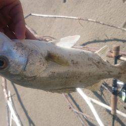 サーフシーバスデイゲーム