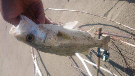 サーフシーバスデイゲーム