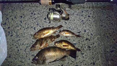 メバル狙いで❗