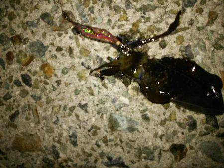 ナイターエギング