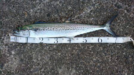 ひさびさの大物