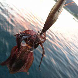 波と風がある日の秋イカ