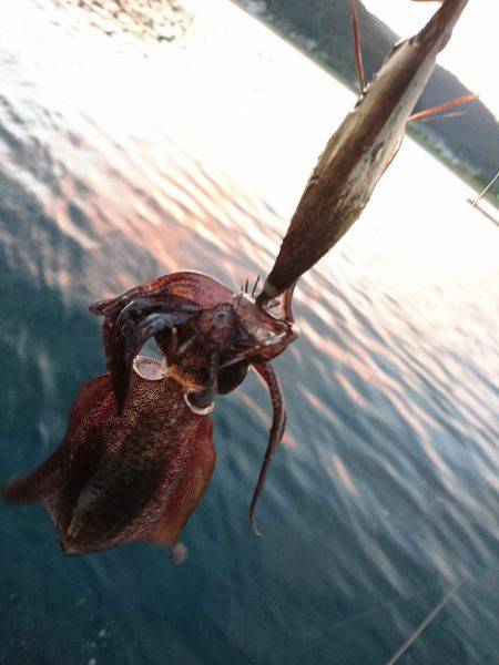 波と風がある日の秋イカ