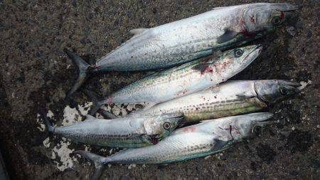 北港釣り公園にて