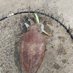 邪道エギングで！！