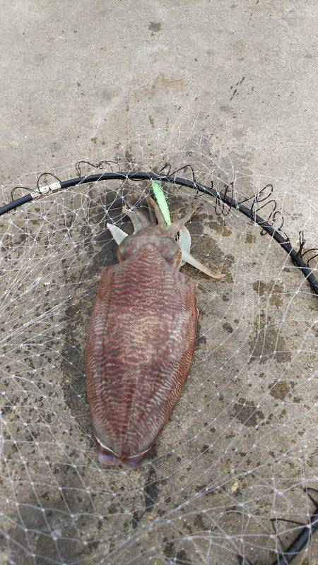 邪道エギングで！！