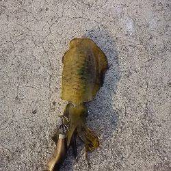 貝塚人工島で新子2杯get