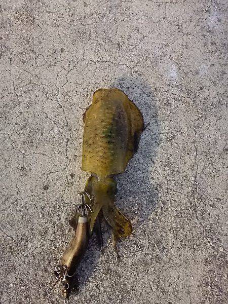 貝塚人工島で新子2杯get