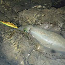 ナイスサイズに変身