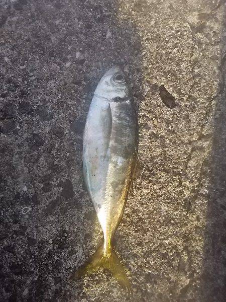 岸和田一文字でナイスサイズのアジget