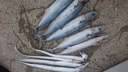 ハマチに見放された男