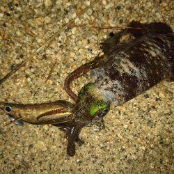 サーフの秋イカは…