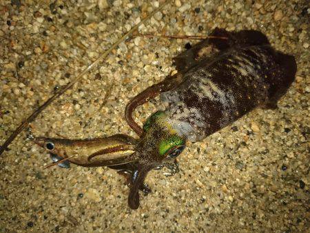 サーフの秋イカは…