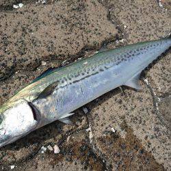 ベイトショアジギ