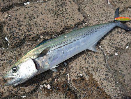 ベイトショアジギ