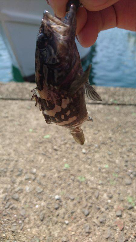 タチウオからのクエ