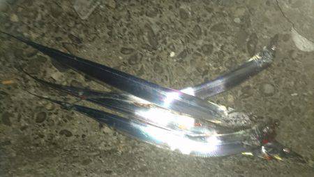 良型タチウオ