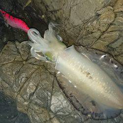 地磯オールナイト