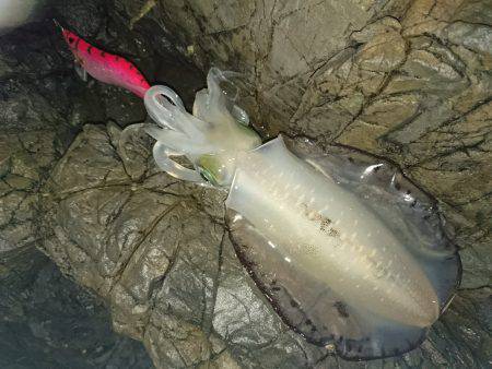 地磯オールナイト