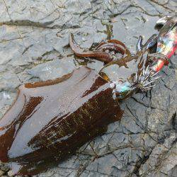 連日の地磯エギング