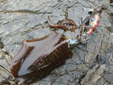 連日の地磯エギング