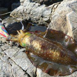 敦賀秋イカ(￣▽￣)地磯